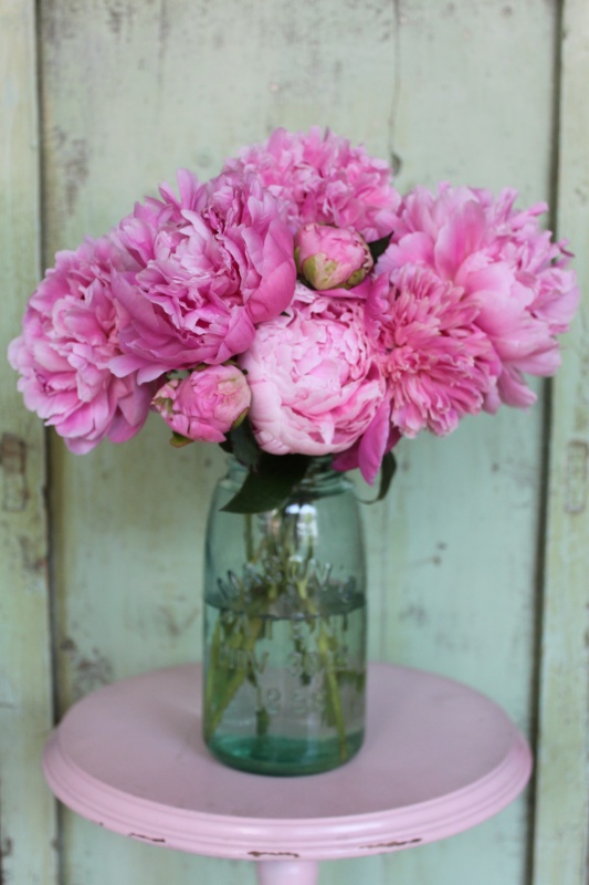 pretty pink peonies – photojeanie