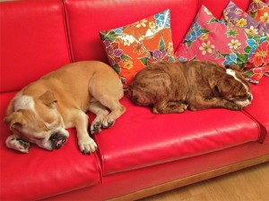 english-bulldogs-sleeping-on-sofa