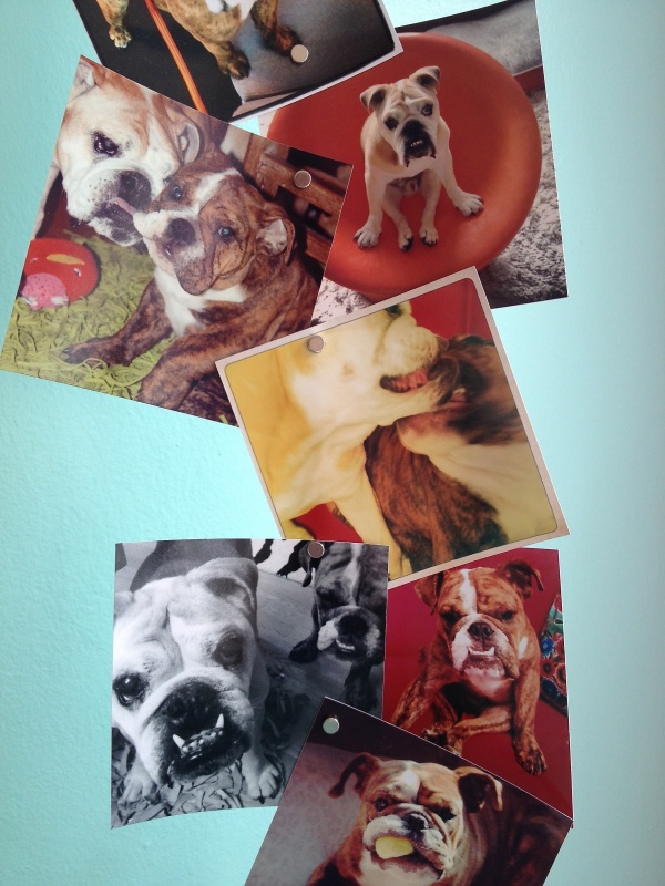 english-bulldog-instagram-photos-magnet-display